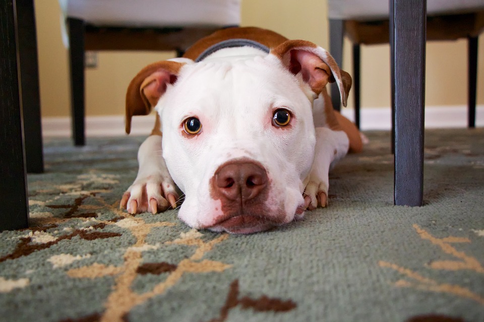 dog on floor