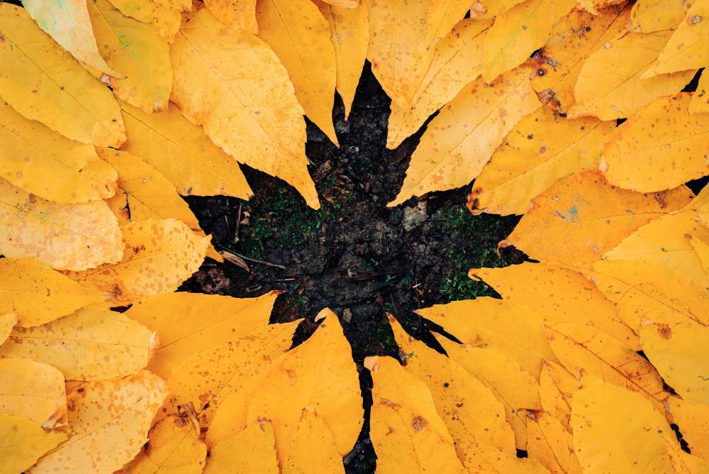 leaf on ground