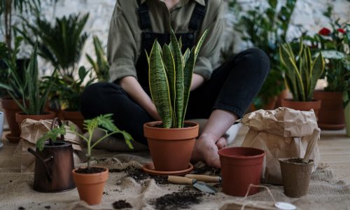 indoor plants