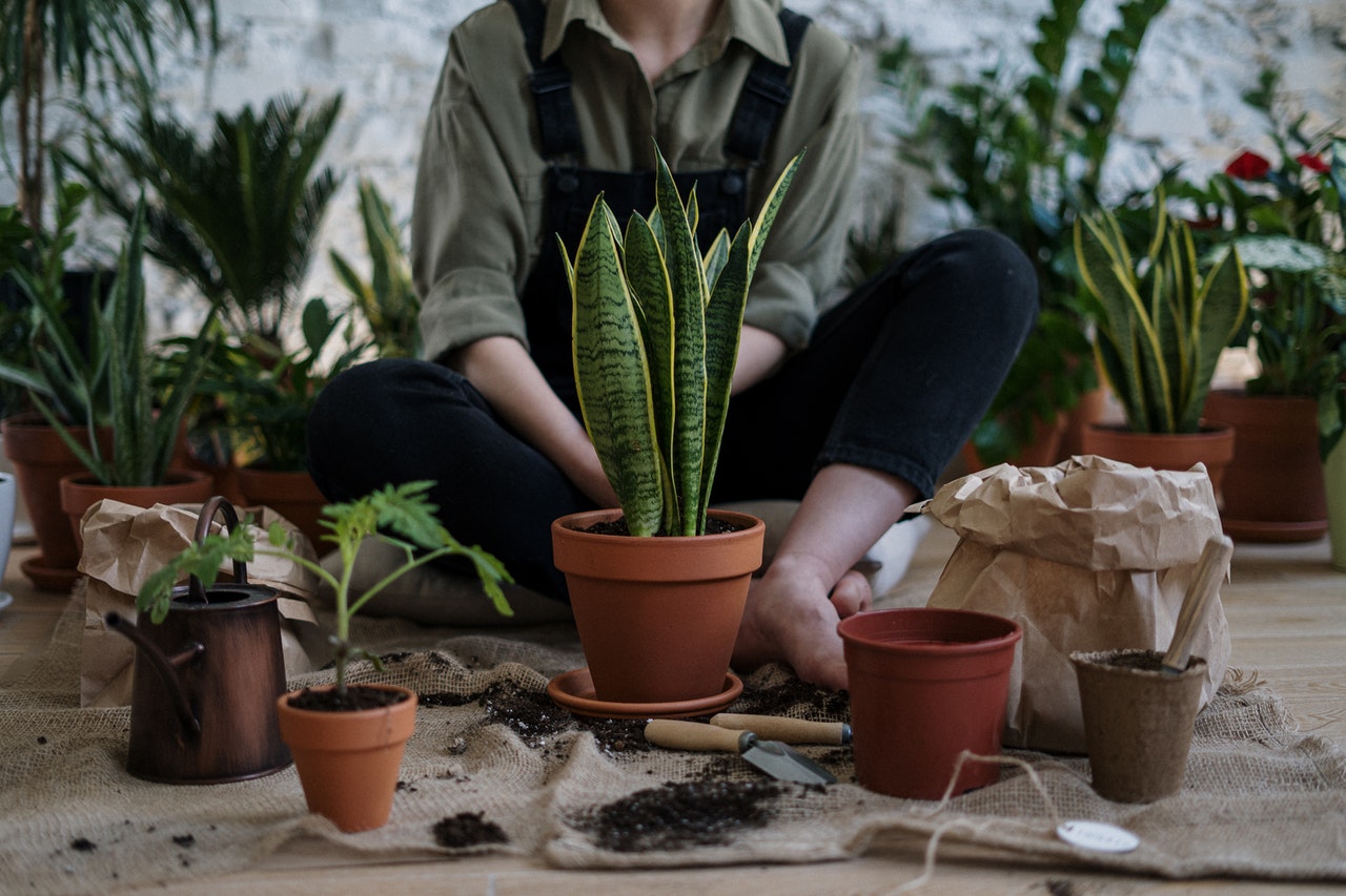 indoor plants